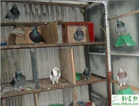 秋季養(yǎng)鴿的六大要點(diǎn)