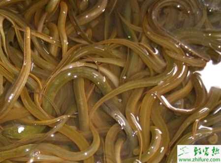 養(yǎng)殖黃鱔秋冬優(yōu)化飼養(yǎng)管理的方法