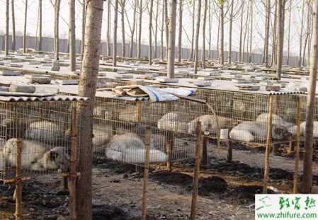 養(yǎng)殖狐貍需要注意的四點(diǎn)