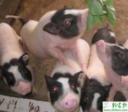 養殖香豬冬季飼養管理要點