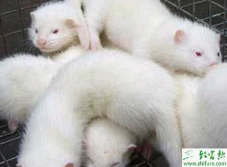 養殖水貂的繁殖特點