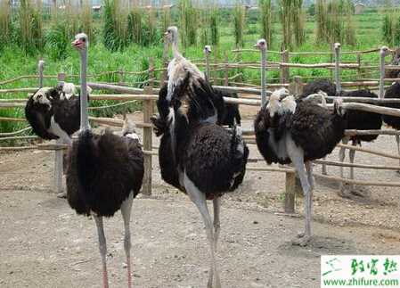 養(yǎng)殖鴕鳥的四大要點(diǎn)