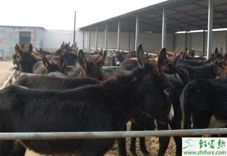 養殖肉驢的三個飼養要點