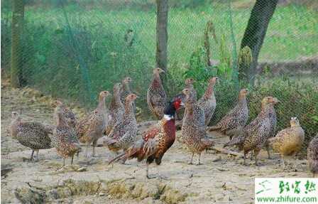 養(yǎng)殖山雞育雛期需要注意的方面