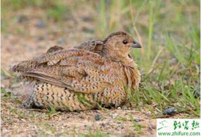 養(yǎng)殖鵪鶉如何提高產(chǎn)蛋率