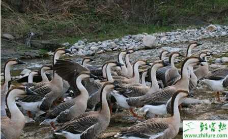 養殖大雁之雛雁的培經驗