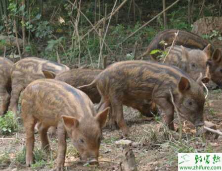 如何利用大豆養野豬