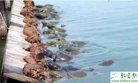 養殖甲魚提高產蛋率的經驗