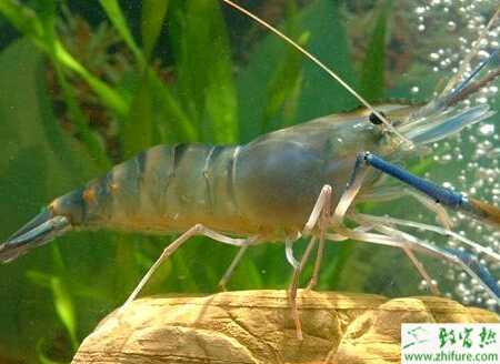 養(yǎng)殖河蝦的六個關(guān)鍵步驟