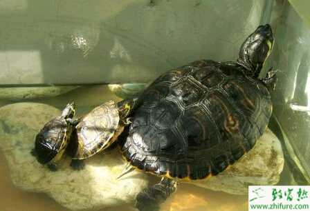 利用稻田養殖烏龜的經驗