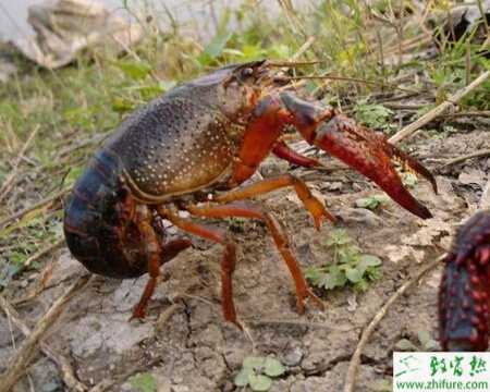入冬后稻田養殖淡水小龍蝦的五要點
