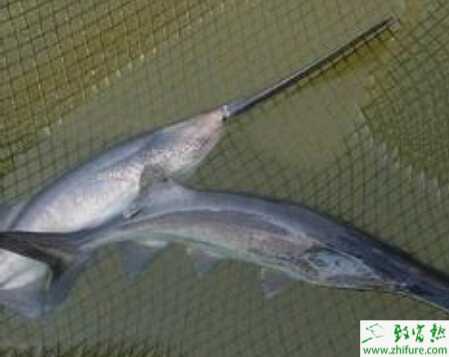 養殖鴨嘴魚的技術要點