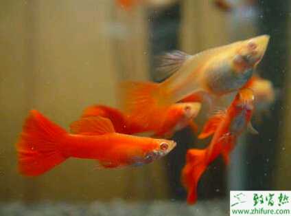 教新手如何養活孔雀魚