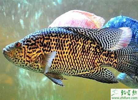 土池養殖石斑魚技術