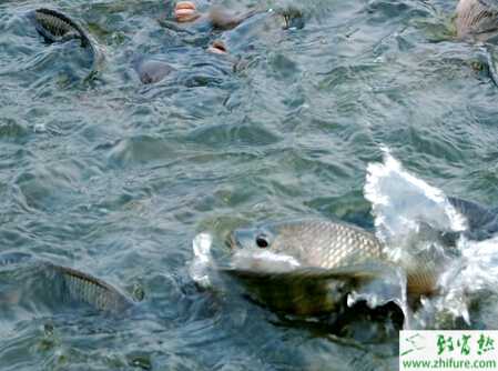 教你選購養魚設備