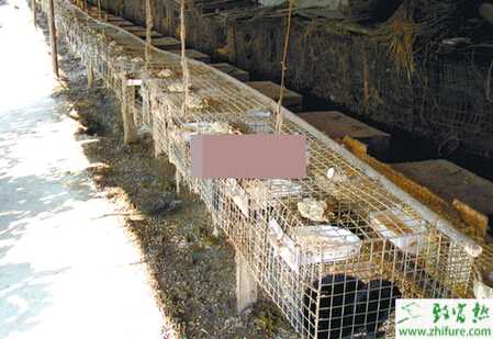 養殖水貂幼貂育成期飼養的管理方法