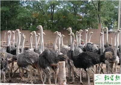 養(yǎng)殖鴕鳥“三期”需喂好混合精飼料