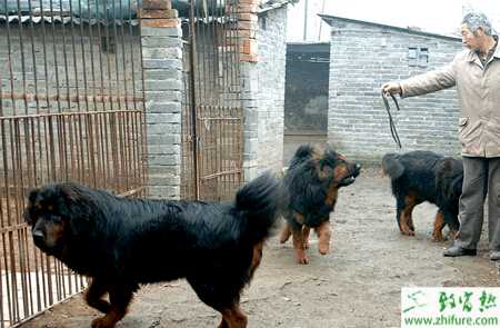 藏獒夏季的飼養管理經驗