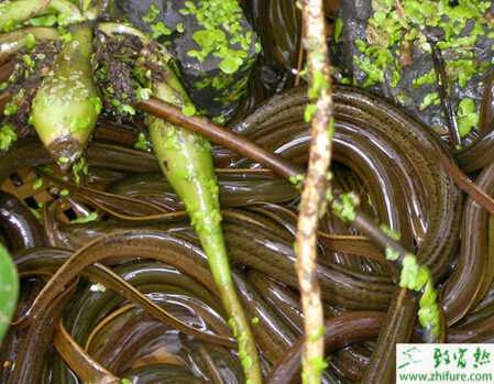 養(yǎng)殖黃鱔的生態(tài)繁殖技術(shù)