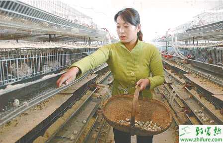 養(yǎng)殖鵪鶉的孵化方法