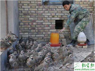 養(yǎng)殖肉用鷓鴣的飼養(yǎng)管理經(jīng)驗(yàn)