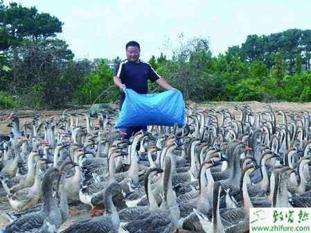 養殖大雁墊料處理方法