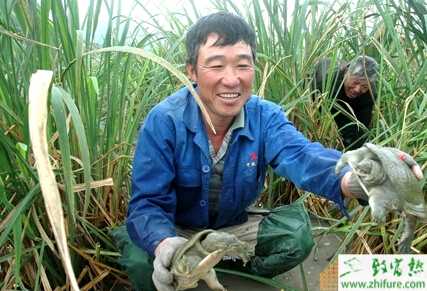 冬棚養殖甲魚需要注意的方面