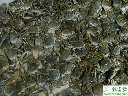 人工養殖河蟹的三個關鍵措施