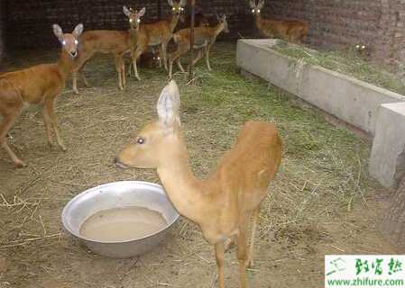 科學養殖狍子需要把好關