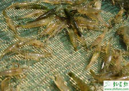 養(yǎng)殖高產(chǎn)高質(zhì)青蝦的技術(shù)要點