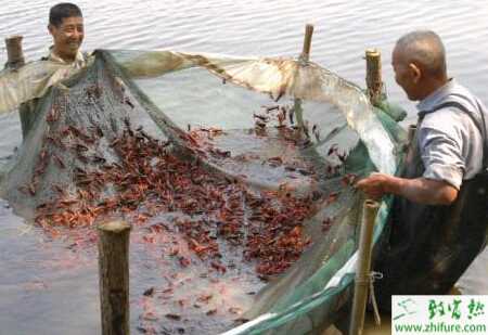 低洼田里的高效養殖小龍蝦技術