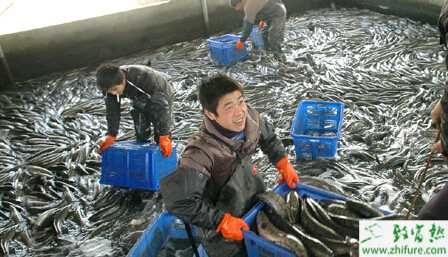 養殖黑魚苗種土池培育的管理技術