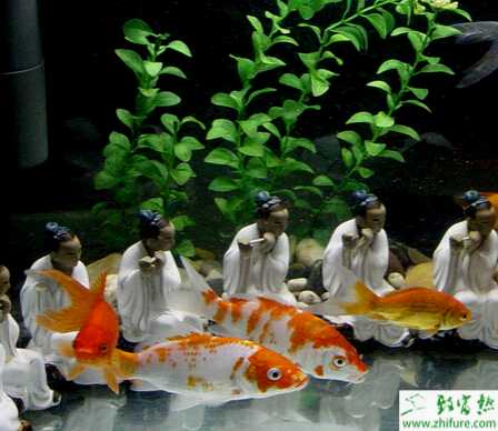 家庭飼養(yǎng)錦鯉常見(jiàn)疾病的治療經(jīng)驗(yàn)