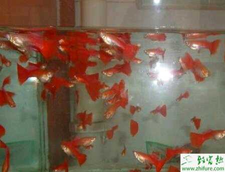 教你購買孔雀魚的三點注意事項