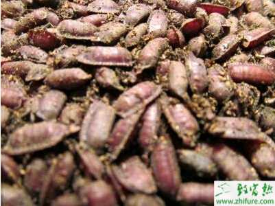 養(yǎng)殖土元的飼料選擇