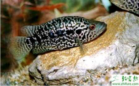 養殖石斑魚如何治療白斑病