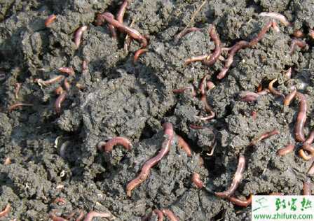 養殖蚯蚓的采收方法