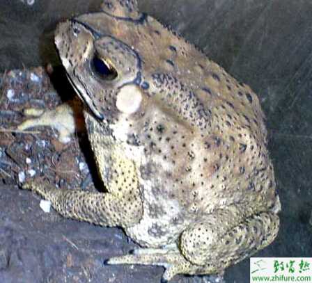 稻田養殖蟾蜍高效技術