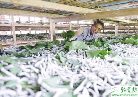 養(yǎng)殖秋蠶的技術(shù)