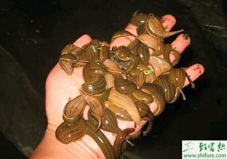 養殖水蛭引種的方法