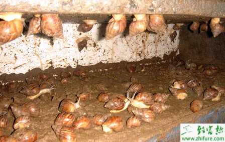 養殖蝸牛的三種方法