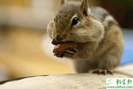 松鼠的飼養(yǎng)與繁殖問(wèn)題