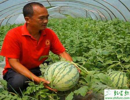種晚熟西瓜技術