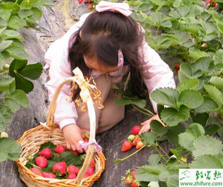 種草莓冬季覆蓋需注意