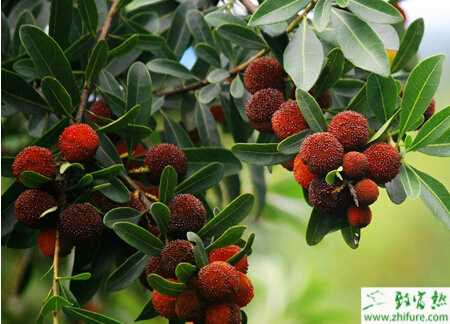 種楊梅的高接換種的技術要點