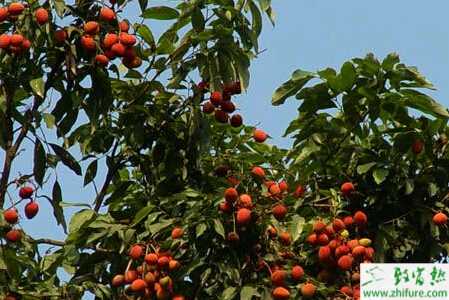 種荔枝荔枝九月管理要點(diǎn)