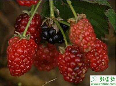 人工栽培樹莓技術(shù)