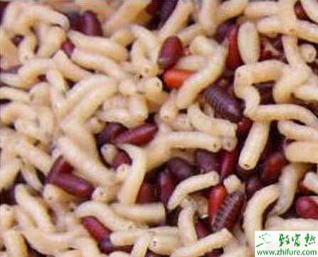 塑料大棚養殖蠅蛆新技術