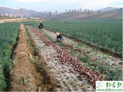 種洋蔥假植的越冬技術