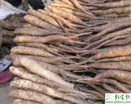 大拱棚西瓜與山藥間作栽培方法